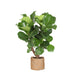 Ficus Lyrata Och Dess Kruka