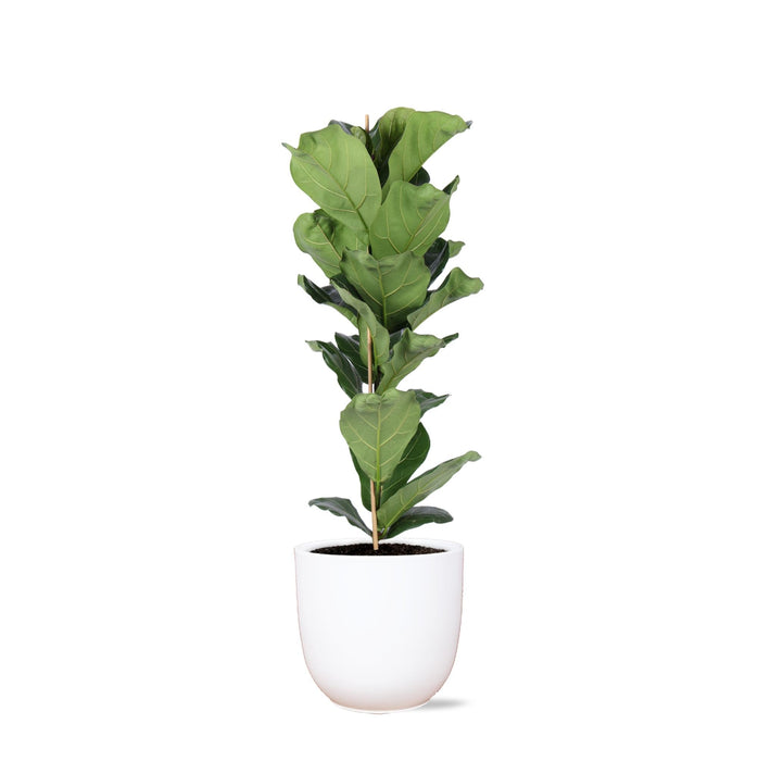 Ficus Lyrata Och Dess Kruka