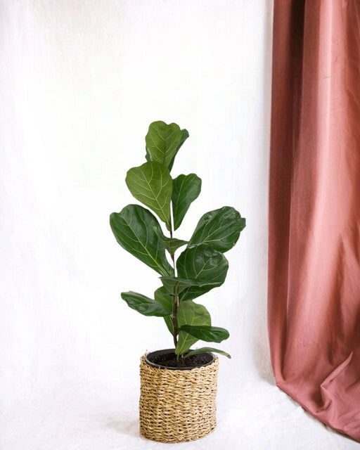 Ficus Lyrata