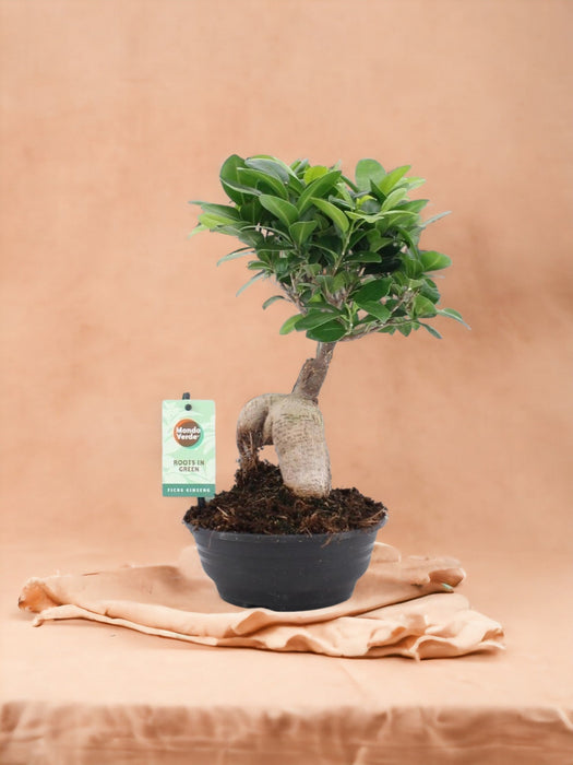 Ficus Microcarpa Ginseng