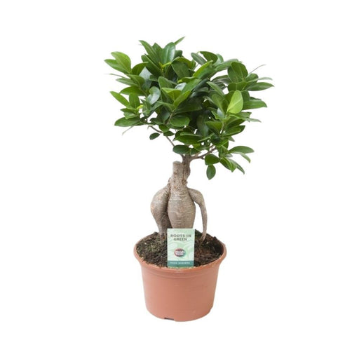 Ficus Microcarpa Ginseng