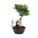 Ficus Microcarpa Ginseng