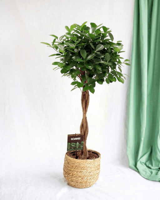 Ficus Microcarpa Moclame Flätad Stam H110Cm