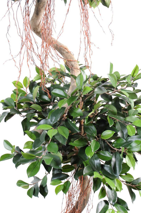 Konstgjord Spiral Ficus 180 Cm För Inomhus