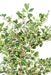 Konstgjord Ficus Triangularis H120 Cm Inomhusväxt