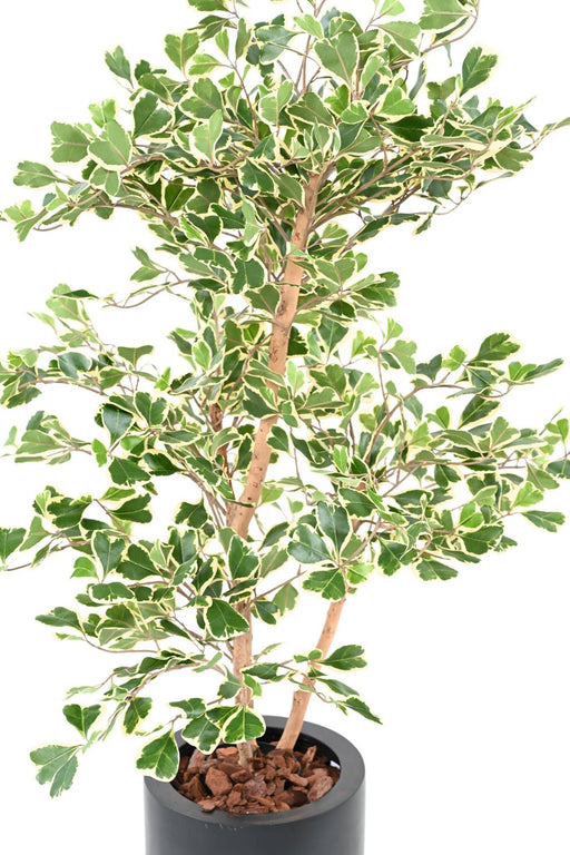 Konstgjord Ficus Triangularis H120 Cm Inomhusväxt