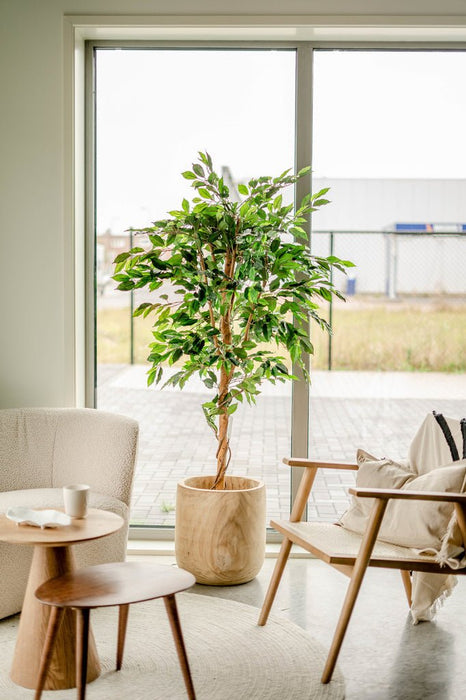 Ficus Benjamina - Konstgjorda Träd