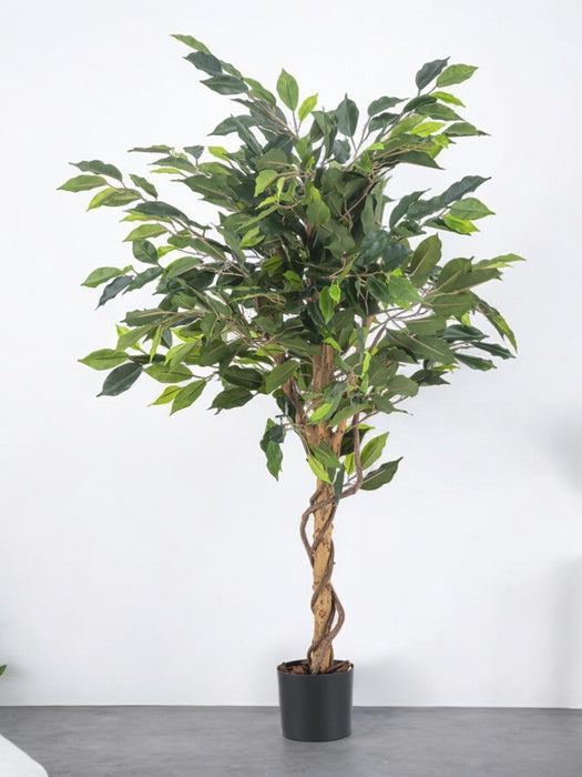 Ficus Benjamina - Konstgjorda Träd