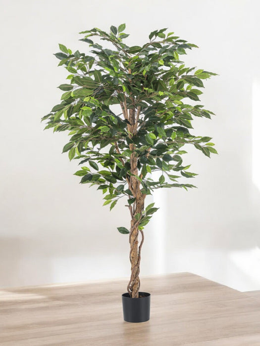 Ficus Benjamina - Konstgjorda Träd