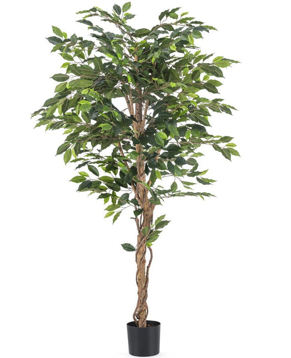 Ficus Benjamina - Konstgjorda Träd