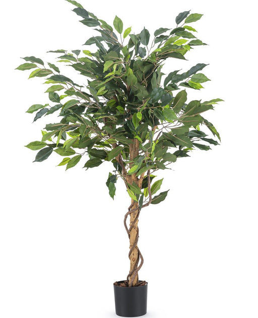 Ficus Benjamina - Konstgjorda Träd