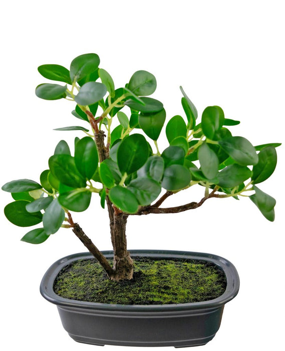 Ficus - Konstgjord Bonsai