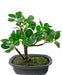 Ficus - Konstgjord Bonsai