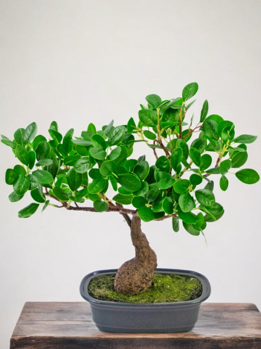 Ficus - Konstgjord Bonsai