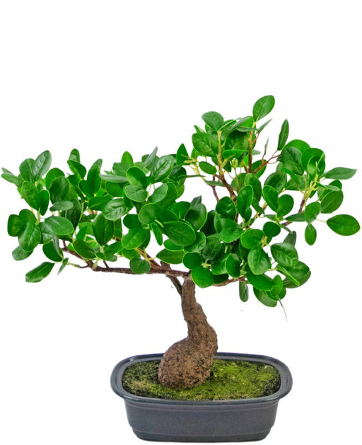 Ficus - Konstgjord Bonsai