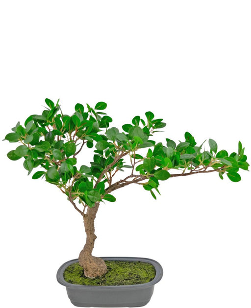 Ficus - Konstgjord Bonsai