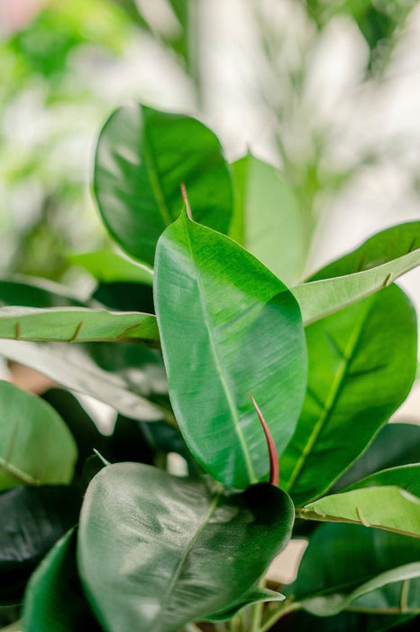 Ficus Elastica Rubber - Konstgjord Grön Växt