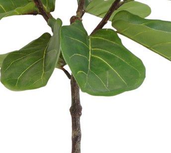 Ficus Lyrata - Stor Konstgjord Växt