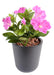 Konstgjord Växt Petunia Fuchsia 25Cm På Stake