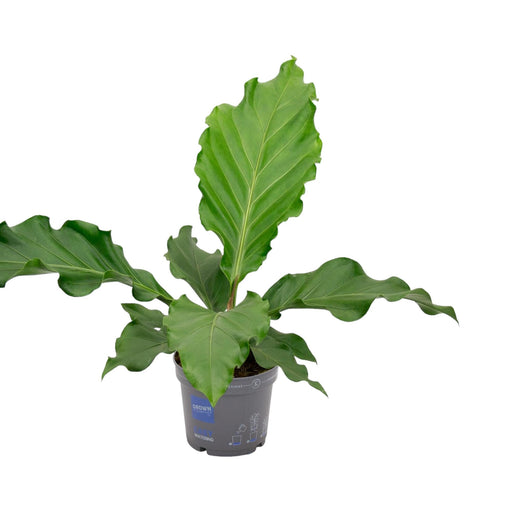 Ormbunke Asplenium Nidus