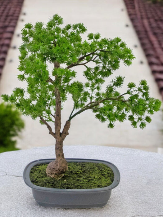 Enbär - Konstgjord Bonsai