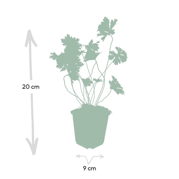 Geranium Rozanne X 12