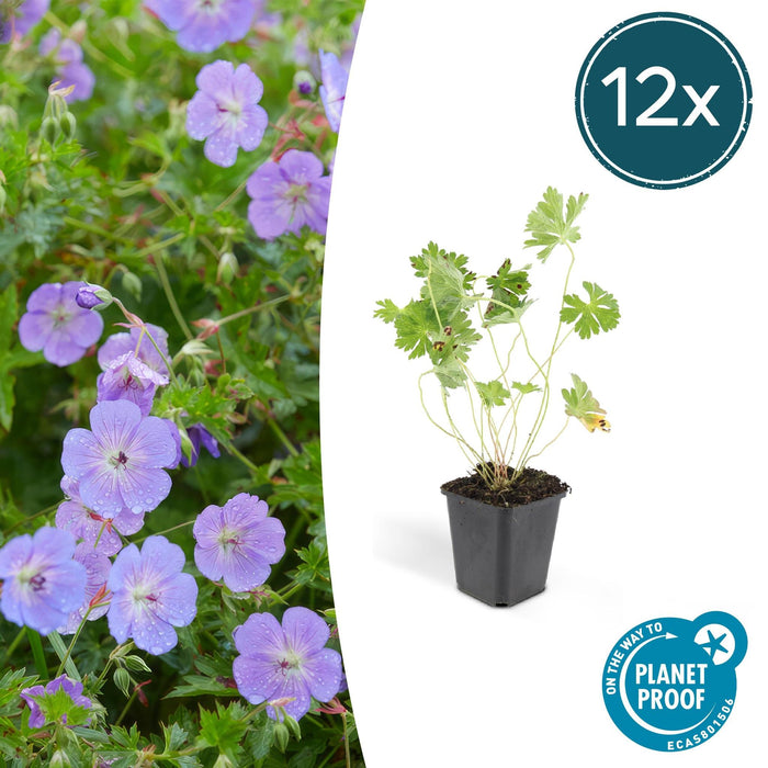 Geranium Rozanne X 12