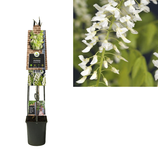 Wisteria Alba D23Cm H115Cm