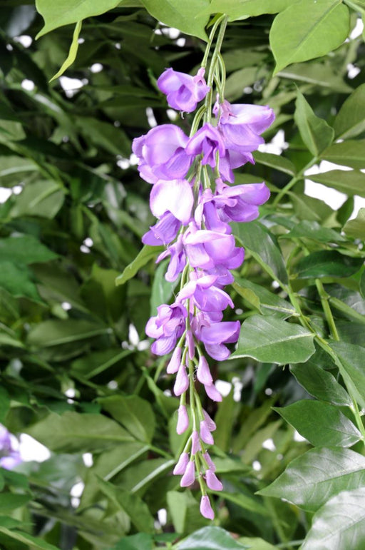 Konstgjord Blommande Blåregn 180 Cm Inomhusväxt