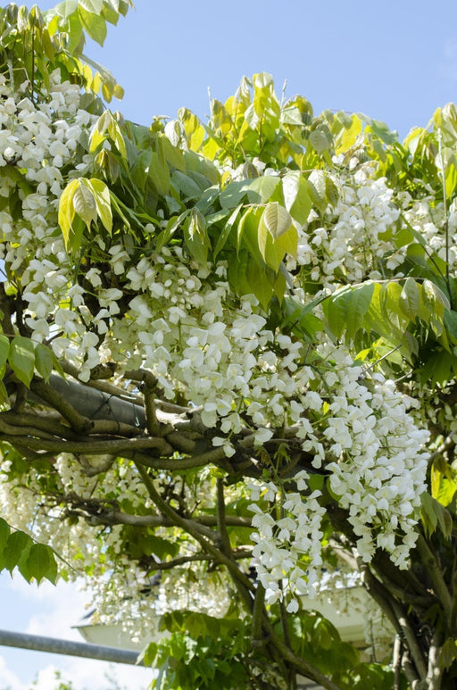 White Wisteria - Set Med 2 - ↨65Cm - Ø15 - Utomhusklätterväxt