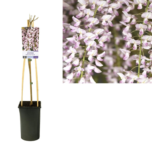 Wisteria Rose D17Cm H75Cm