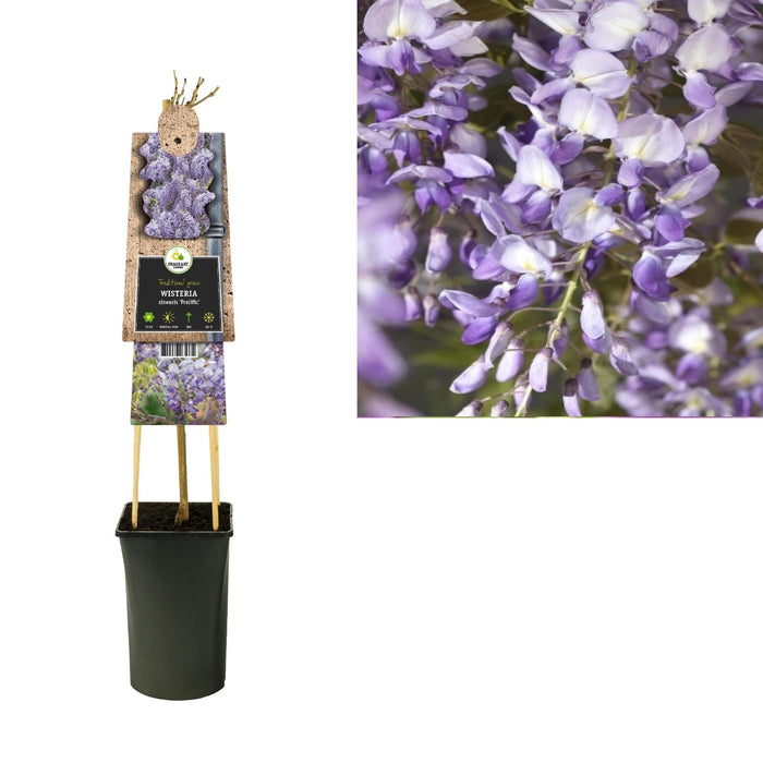 Wisteria Wisteria Prolific D17Cm H75Cm