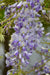 Wisteria Wisteria Sinensis 'Caroline' Set Om 2