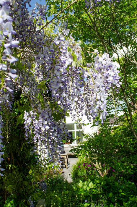 Wisteria Wisteria Sinensis 'Caroline' Set Om 2