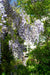 Wisteria Wisteria Sinensis 'Caroline' Set Om 2