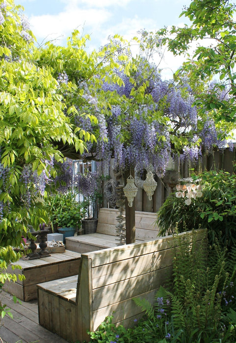 Wisteria Wisteria Sinensis 'Caroline' Set Om 2