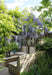 Wisteria Wisteria Sinensis 'Caroline' Set Om 2