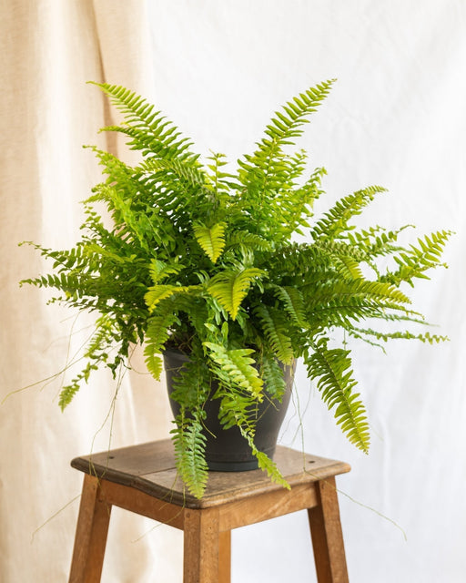 Greater Boston Fern