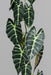 Konstgjord Alocasia-Girland 120 Cm Grön