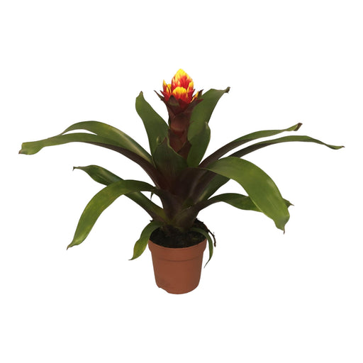 Guzmania Krona