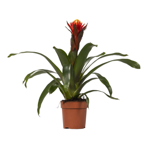 Guzmania Lycka