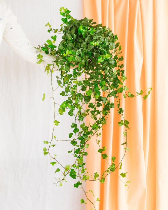 Hedera Falling Ivy