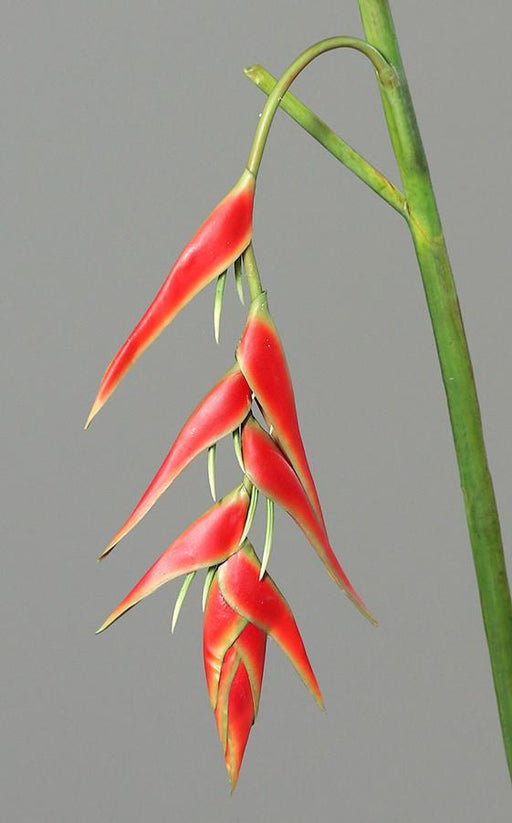 Artificiell Heliconia Pendula Röd 116Cm