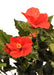 Konstgjord Hibiscus Röd 150 Cm Blommande Växt