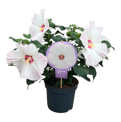 Hibiscus Xxl White - Utomhus Blommande Växt