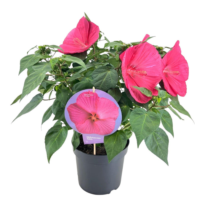 Hibiscus Xxl Magenta - Blommande Växt