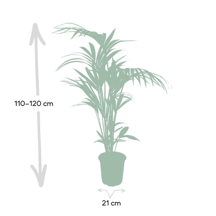 Howea Forsteriana Xl