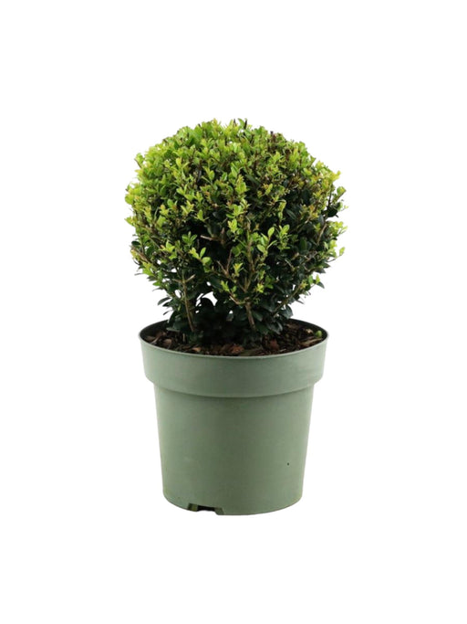 Ilex Crenata 'Jenny'® Ball