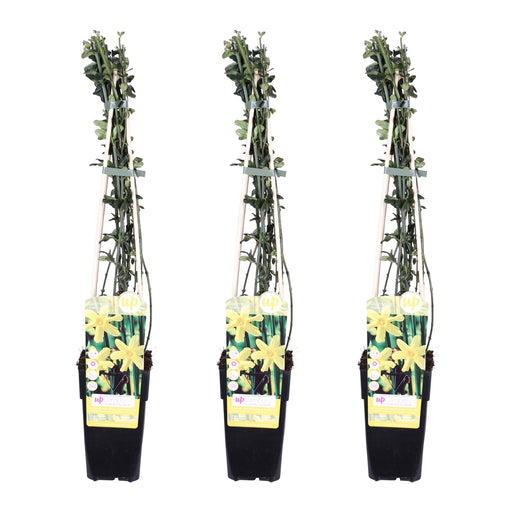 Winter Jasmine - Set Om 3 - ↨65Cm - Ø15 - Utomhusklättringsanläggning