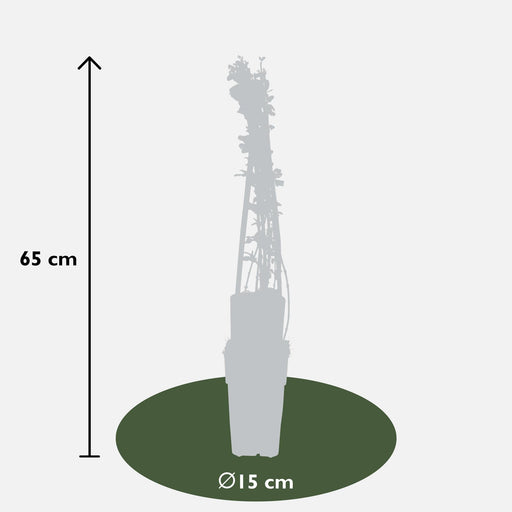 Winter Jasmine - Set Om 3 - ↨65Cm - Ø15 - Utomhusklättringsanläggning